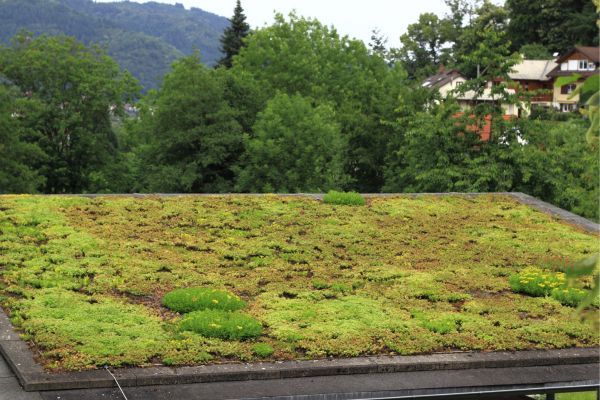 Green Roofing